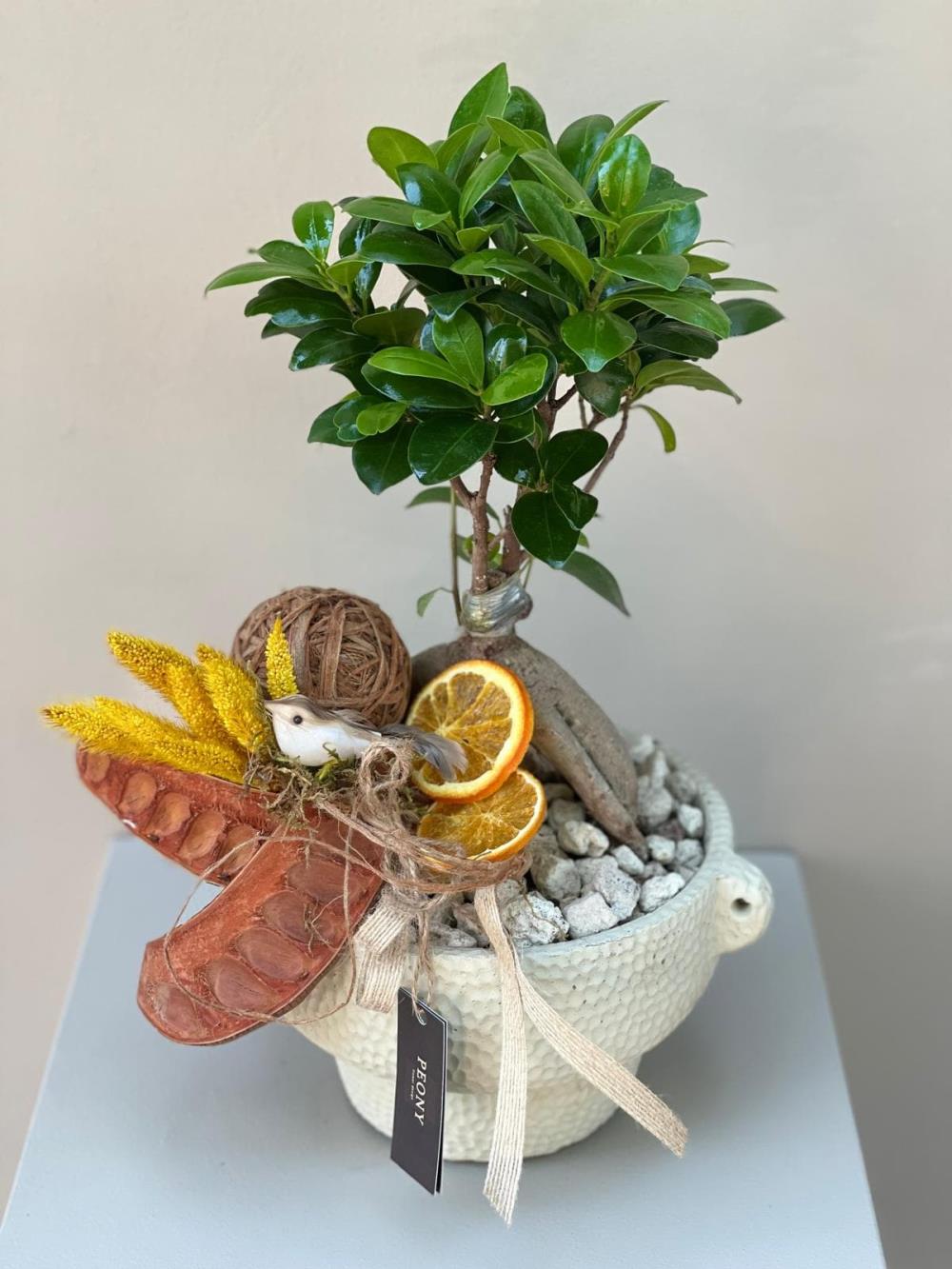 Naturel Yellow Bonsai Ağacı